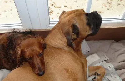 פאזל של Delfi et Baya