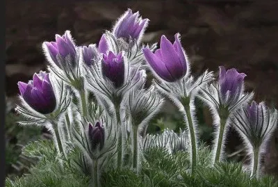 Native Prairie Crocus  USA