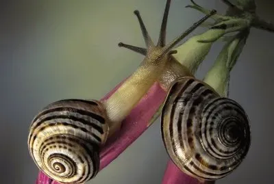 Kissing Snails