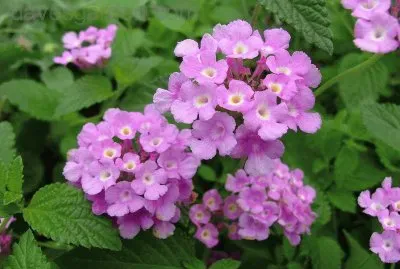 lantana