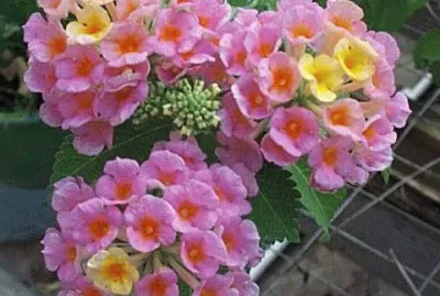 lantana