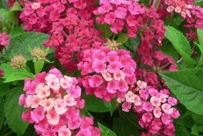 פאזל של lantana