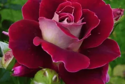 fleurs