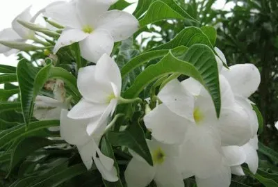 fleurs: frangipanier jigsaw puzzle