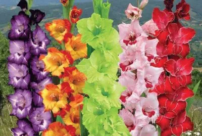 fleurs: glaieuls jigsaw puzzle