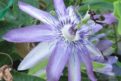 fleurs: passiflore jigsaw puzzle