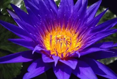 fleurs: nÃ©nuphar jigsaw puzzle