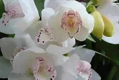 fleurs jigsaw puzzle