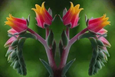 fleurs jigsaw puzzle