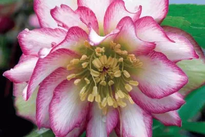 fleurs: Ã©llÃ©bore jigsaw puzzle