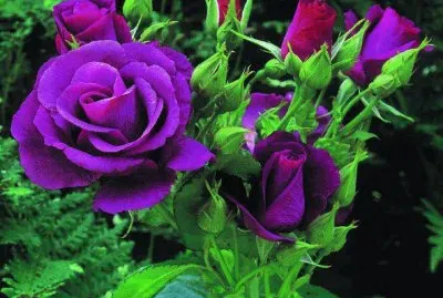 fleurs: roses