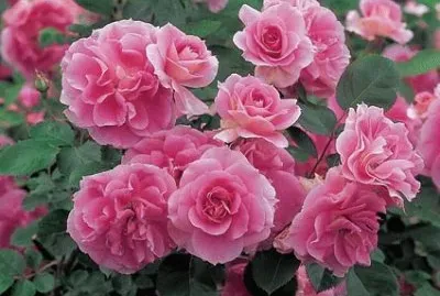 fleurs: roses