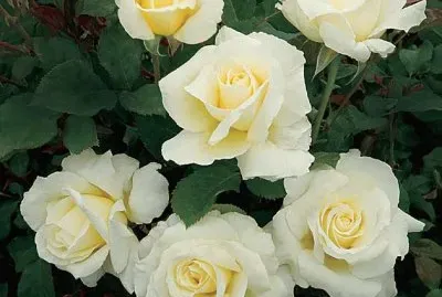 fleurs: roses
