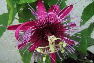 fleur: passiflore
