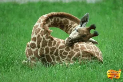 Girafa