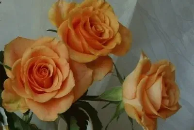Roses jigsaw puzzle