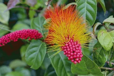 Tropical plant  Suriname