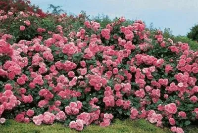 - rosas,(oo1) jigsaw puzzle