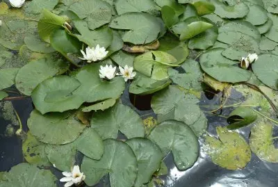 Water lilies