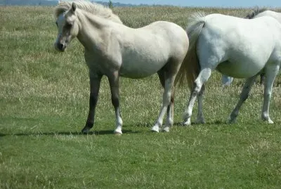 Wild ponies Pembrokeshire