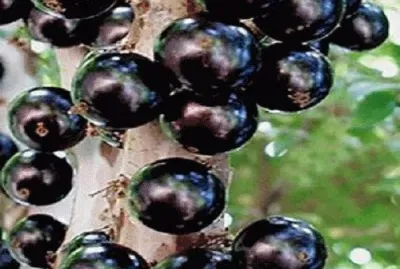 - jaboticaba!