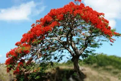 פאזל של Flamboyant