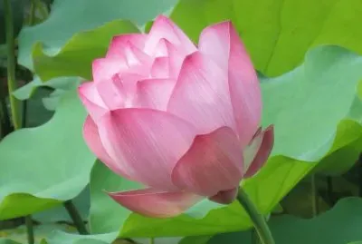 è·èŠ±