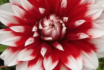 dahlia