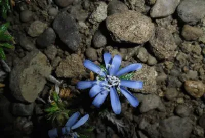 flor azul jigsaw puzzle