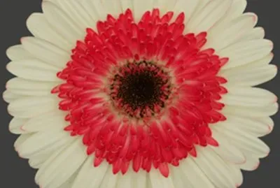 gerbera bicolore