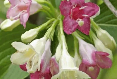 weigelia jigsaw puzzle