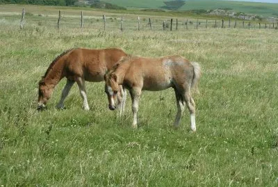 Wild ponies Pembrokeshire