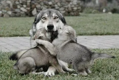 - bela mamÃ£e!