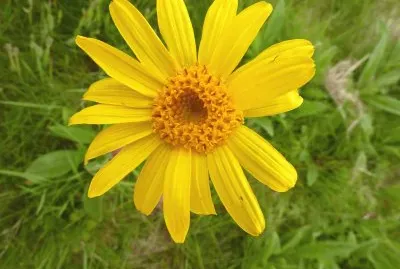 arnica