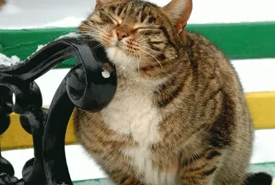 פאזל של - gato,(oo3)