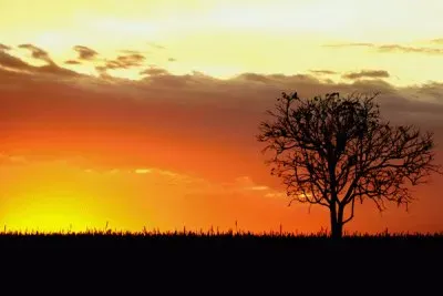 Caatinga - PÃ´r de sol jigsaw puzzle