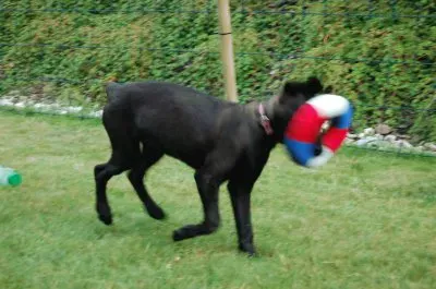 Spass mit Shila im Garten jigsaw puzzle