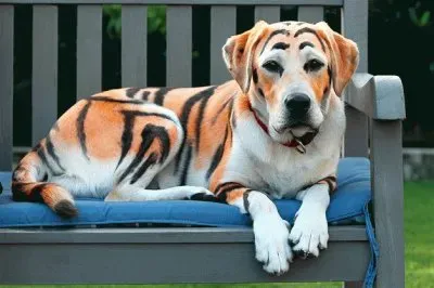 פאזל של LABRADOR DISFRAZADO.