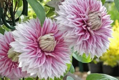 פאזל של clematite double
