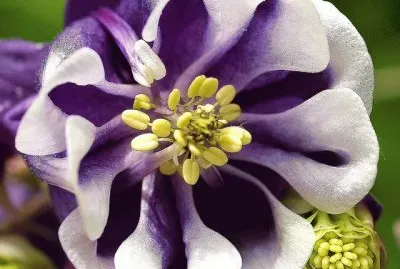 Colombine Flower jigsaw puzzle