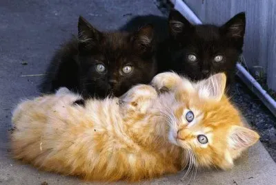 פאזל של chatons