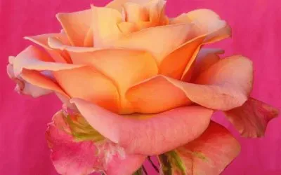 Beautiful Rose jigsaw puzzle