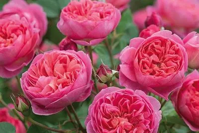 Rose Garden