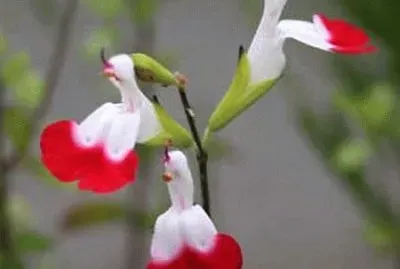 salvia jigsaw puzzle