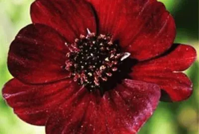cosmos chocolat
