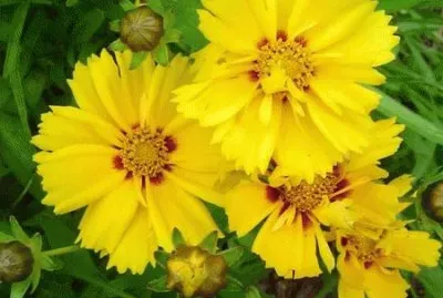 פאזל של coreopsis