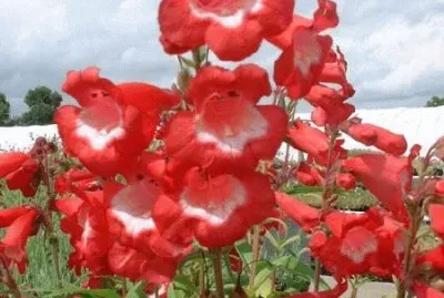 penstemon jigsaw puzzle
