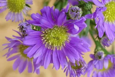 Purple Flowers