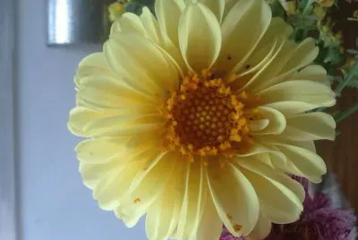 Dalia