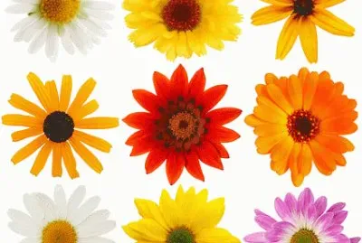 Flores jigsaw puzzle